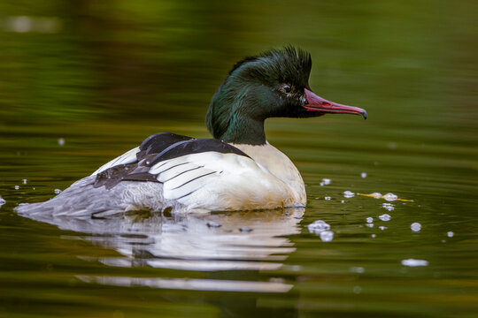 G&auml;nses&auml;ger (Mergus merganser) M&auml;nnchen