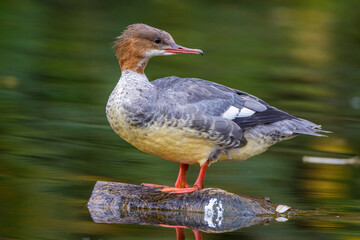 Gänsesäger (Mergus merganser) Weibchen