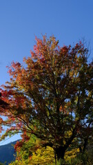 紅葉
