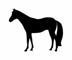black silhouette of a standing horse