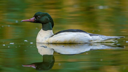 Gänsesäger (Mergus merganser) Männchen