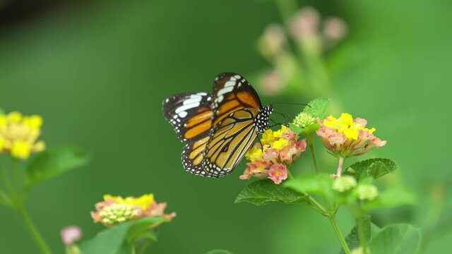 Monarch Butterfly on blossom of yellow flower in meadow.  