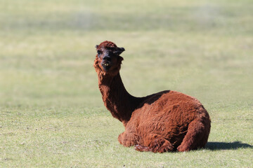 Alpaca sitting in a field 