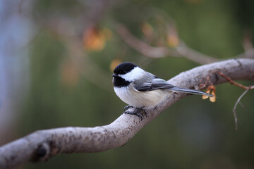 Black capped chickadee on a tree branch  © Alaskajade
