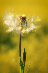 Dandelion head in the sunshine 