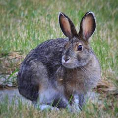 Snowshoe hare in the grass