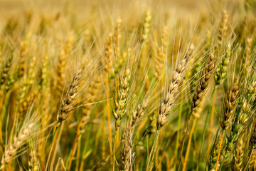 Field of wheat