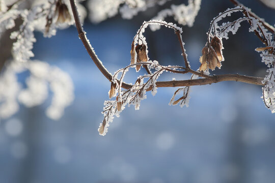 Frost on branches of a maple tree