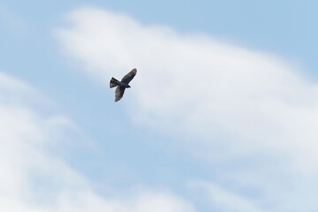 northern goshawk in the sky