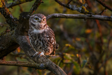 Steinkäuze (Athene noctua)