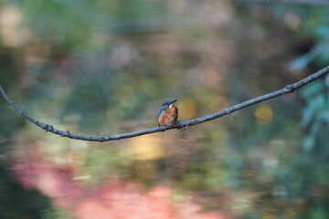 kingfisher on the autumn branch