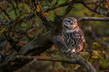 Steinkäuze (Athene noctua)
