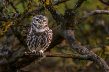 Steinkäuze (Athene noctua)