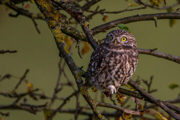 Steinkäuze (Athene noctua)