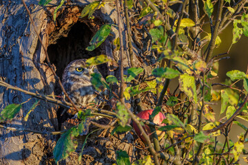 Steinkäuze (Athene noctua)