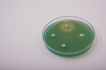 photo of growth of pseudomonas bacteria on nutrient agar with antibiotic discs to test the...