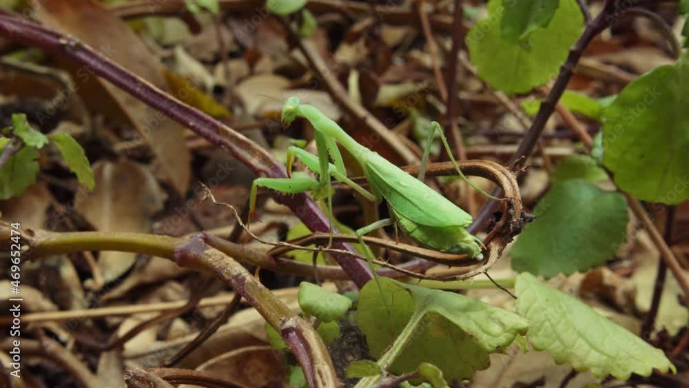 Poster Close up of a green Praying Mantis on a forest ground - static view - Mantodea
