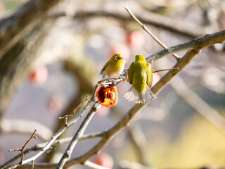 柿をめぐるメジロの争い