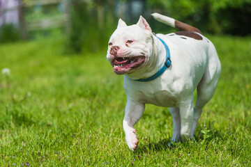 American Bully dog male in move on nature