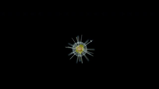 Radiolaria under the microscope, Acantharia Class. The movement of internal organs is visible. Indian Ocean