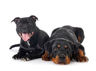Naklejka premium staffordshire bull terrier and rottweiler