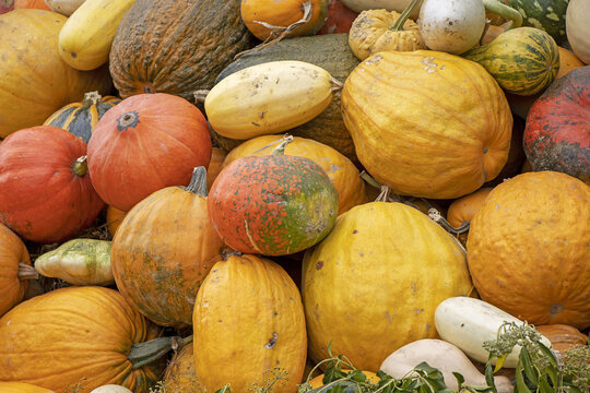 A Bunch Assorted Gourds, Zucchini, Pumpkin And Winter Squash