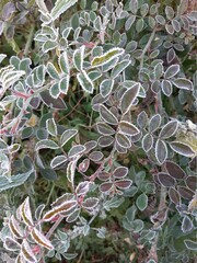 The first frosts. The first frost on the grass. The first frost on the leaves of plants. The beginning of winter. Autumn frosts.