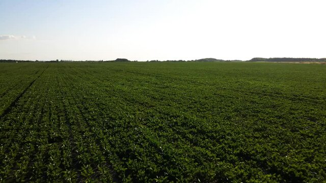 Aerial view of beet rows field in agricultural landscape in Ukraine, harvest sugar beet on the field, Organic food drone view, beautiful landscape