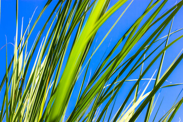 Juicy fresh green tall grass against a clear blue sky on a sunny summer, spring windy day. Backgrounds and texture of the grass. Field, meadow, lawn, plants growing, natural background. Eco landscape.