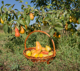 Basket of ripe pears under a tree