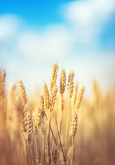 Golden wheat under bright sun
