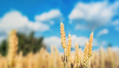 Cereals in the field against the sky