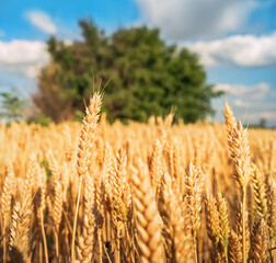 Golden wheat under blue sky