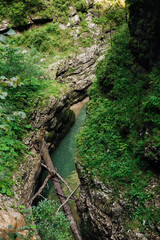gorge with mountain river in green forest travel landscape