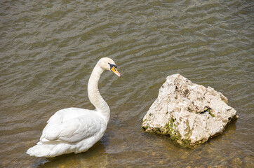 Vogelbeobachtungen am Wasser