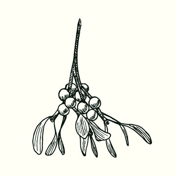 European mistletoe (Viscum album) branch with leaves and berries. Ink black and white doodle drawing in woodcut style.