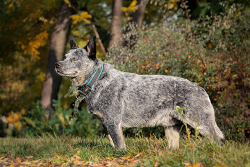 Blue ausyralian cattle dog is standing on the grass. Autumn