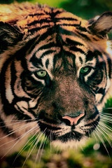Beautiful portrait of Sumatran Tiger