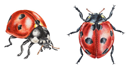 Ladybugs on a white background. Illustration. Watercolor. Hand drawn. Closeup. Template.  © Mewlish art