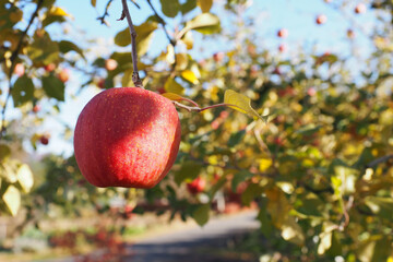 群馬県のリンゴ園で赤く実ったリンゴ