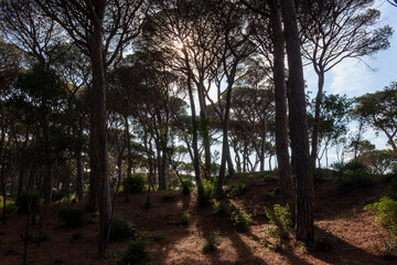 sunlight filters through a forest of maritime pines 