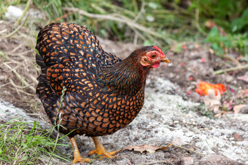 Wyandotte chicken roaming freely in a farm. Wyandotte chickens are kept for there free range eggs....