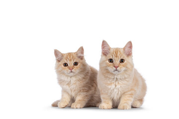 Two creme Cymric tailed cat kittenm sitting together. Looking towards camera. isolated on a white background.