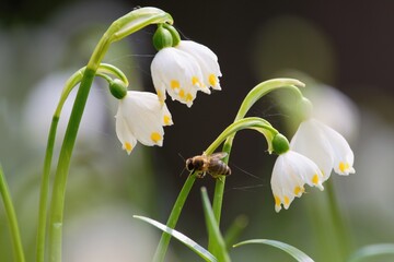 Spring flowers Leucojum vernum, called spring snowflake. Honey bee near.