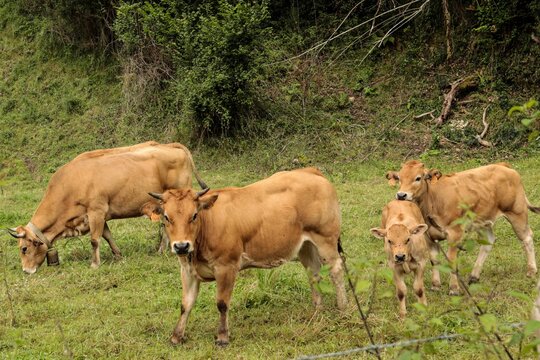 vaca asturiana