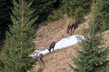 a red stag and female, cervus elaphus, grazing on a mountain meadow at a autumn day