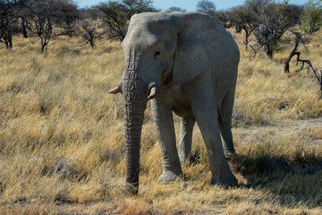 Fototapeta premium Beautiful african elephant in Etosha National Park. Nambia