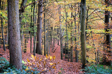 Autumn colour in beech woodland, Chantry Woods, Guildford, Surrey, UK