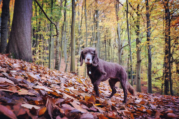 Brown working cocker spaniel stood among beech woods during the autumn, Chantry Woods, Guildford,...