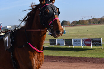 tête de cheval de course © compagnie-17